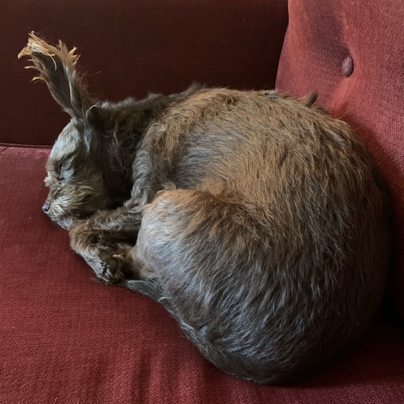 Epic Frocks & Pups! Life’s Joys!♥️👗🐾🐶♥️ - Picture 4 of 4